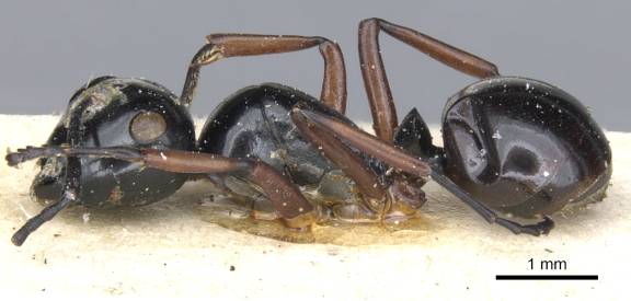 Polyrhachis laevissima