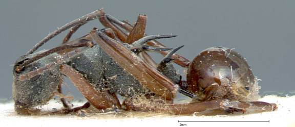 Polyrhachis mitrata