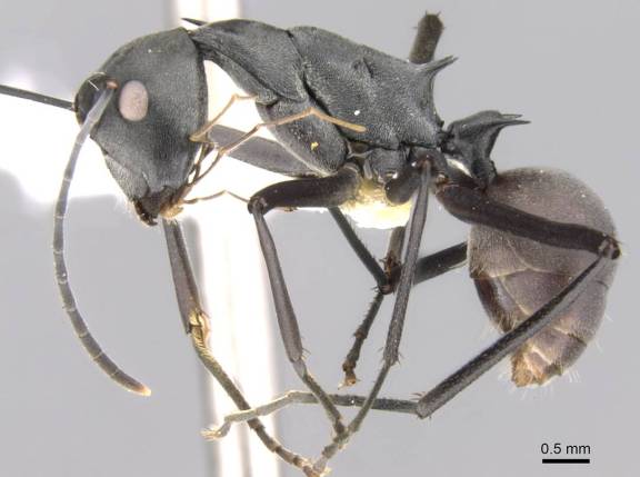 Polyrhachis muelleri