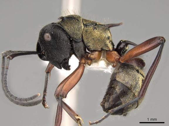 Myrmoxenus ravouxi
