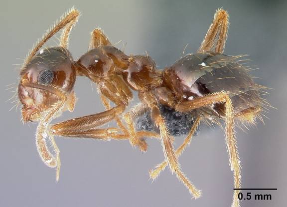 Myrmoxenus ravouxi