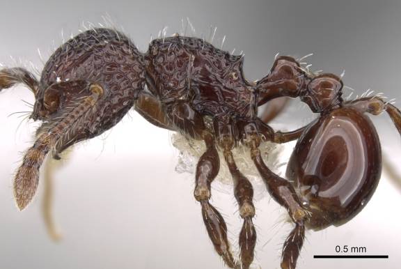 Pristomyrmex brevispinosus