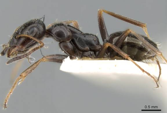 Myrmoxenus ravouxi