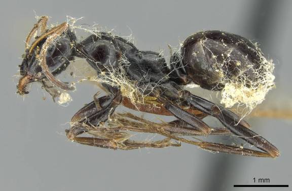 Myrmoxenus ravouxi