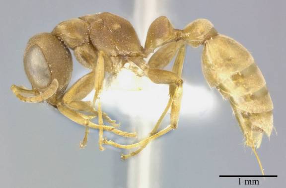 Myrmoxenus ravouxi