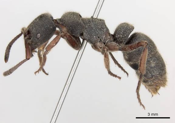 Pseudoneoponera rufipes