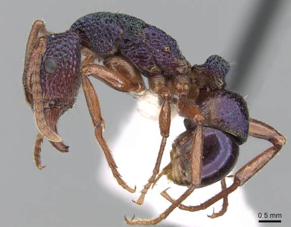 Myrmoxenus ravouxi