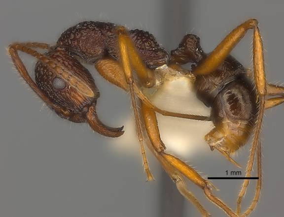 Myrmoxenus ravouxi