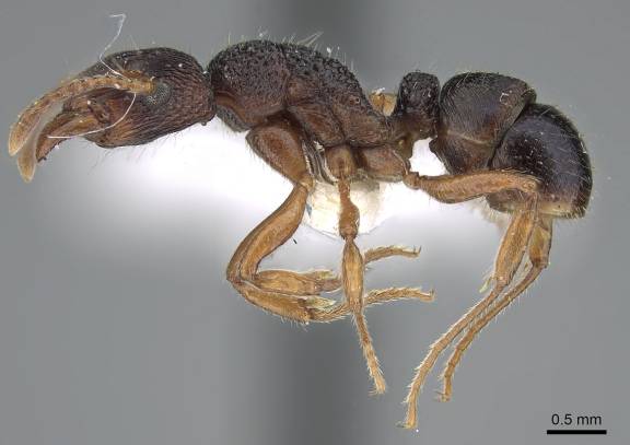 Myrmoxenus ravouxi
