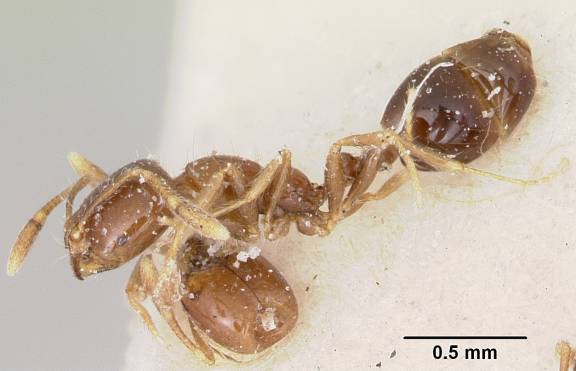 Solenopsis stricta