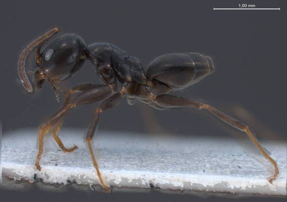 Myrmoxenus ravouxi