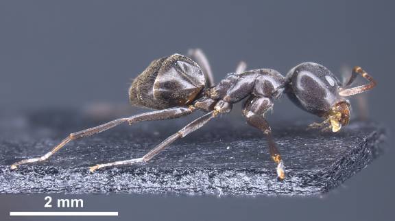 Myrmoxenus ravouxi