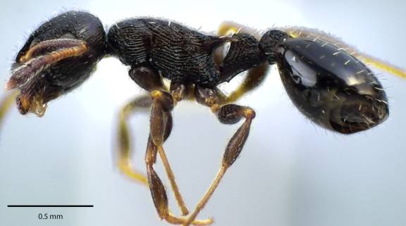 Myrmoxenus ravouxi
