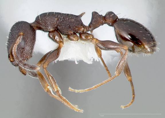 Myrmoxenus ravouxi