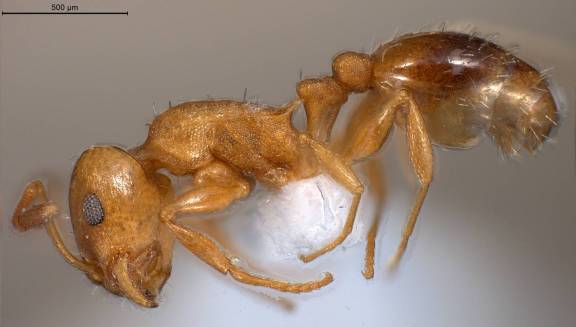 Myrmoxenus ravouxi