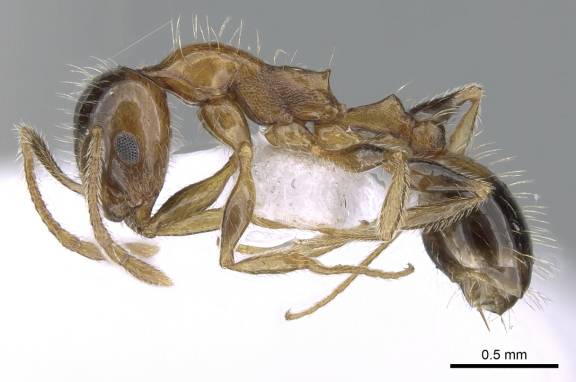 Temnothorax recedens