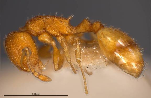 Temnothorax unifasciatus