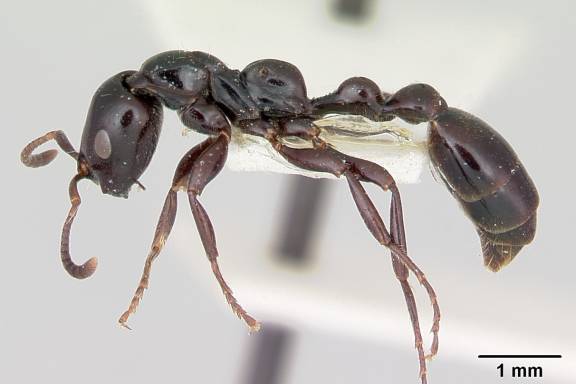 Tetraponera nigra