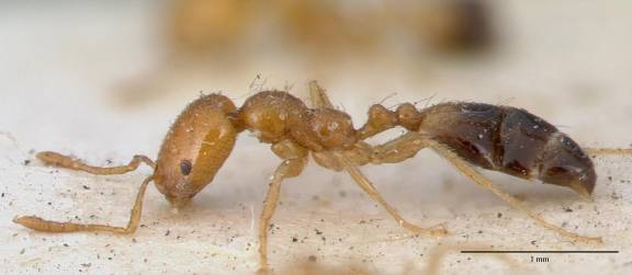 Myrmoxenus ravouxi