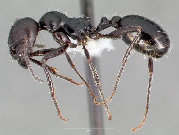 Myrmoxenus ravouxi